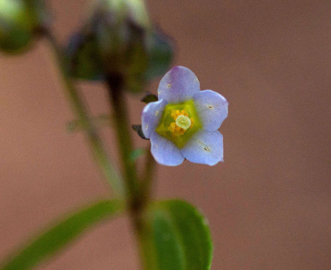 Image of Exacum