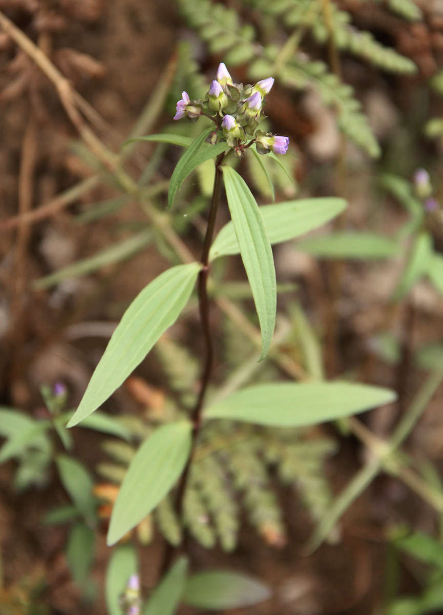 Image of Exacum