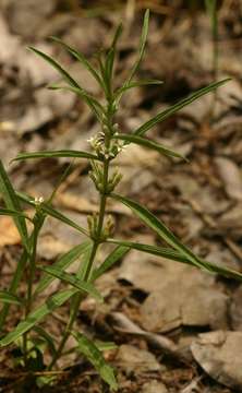 Image of Enicostema axillare (Lam.) A. Raynal