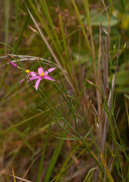 صورة Chironia palustris Burch.