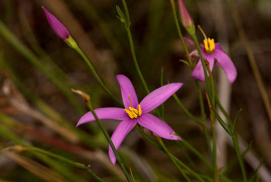 Image of Chironia palustris Burch.