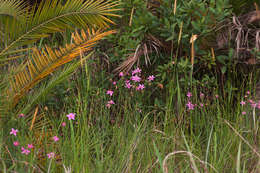 Image of Chironia palustris Burch.