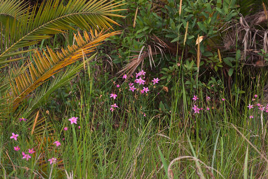 Chironia palustris Burch. resmi