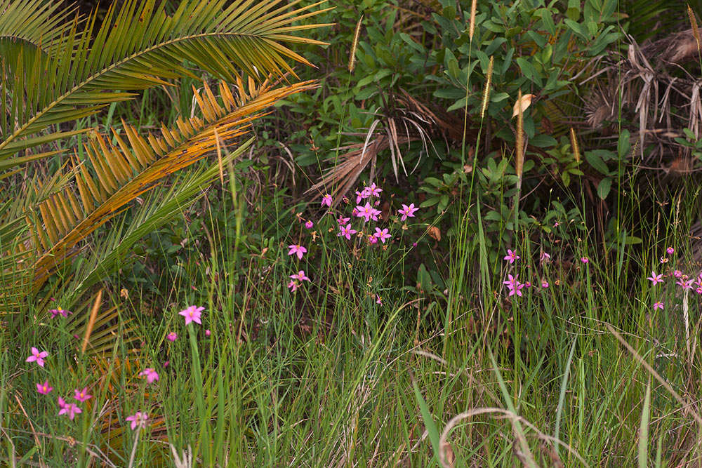 Image of Chironia palustris Burch.