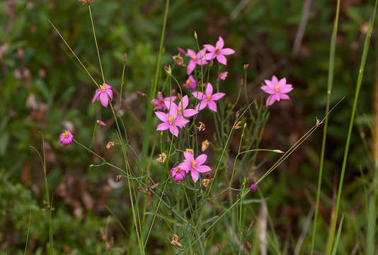 Image of Chironia palustris Burch.