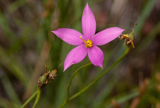 Chironia palustris Burch. resmi