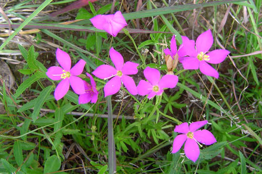 Image of Chironia purpurascens (E. Mey.) Benth. & Hook. fil.