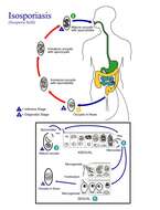 Image of Cystoisospora