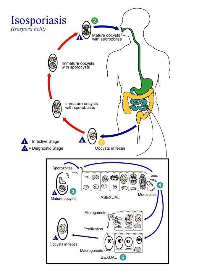 Image de Cystoisospora