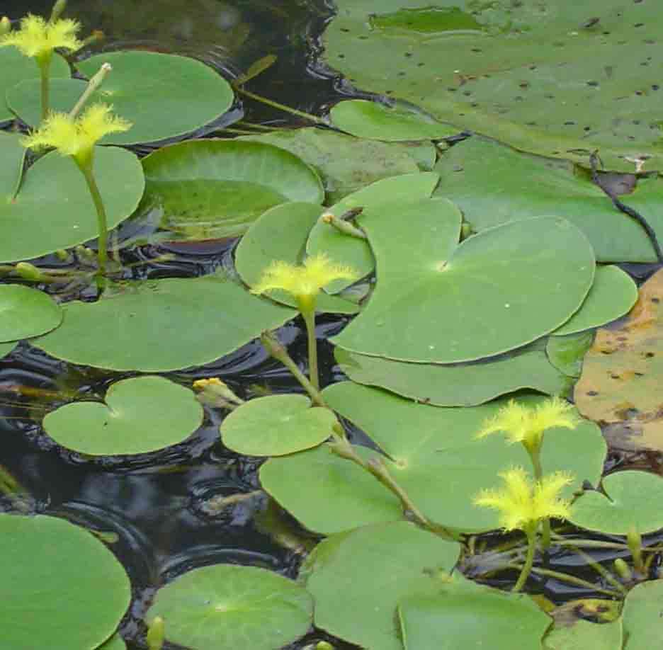 Image of Nymphoides thunbergiana (Griseb.) Kuntze