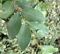 Image of Acokanthera