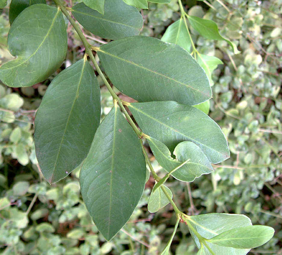 Image of Hottentot Poison Bushes