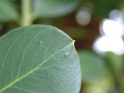 Image of Hottentot Poison Bushes