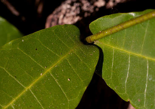 Image of Dictyophleba