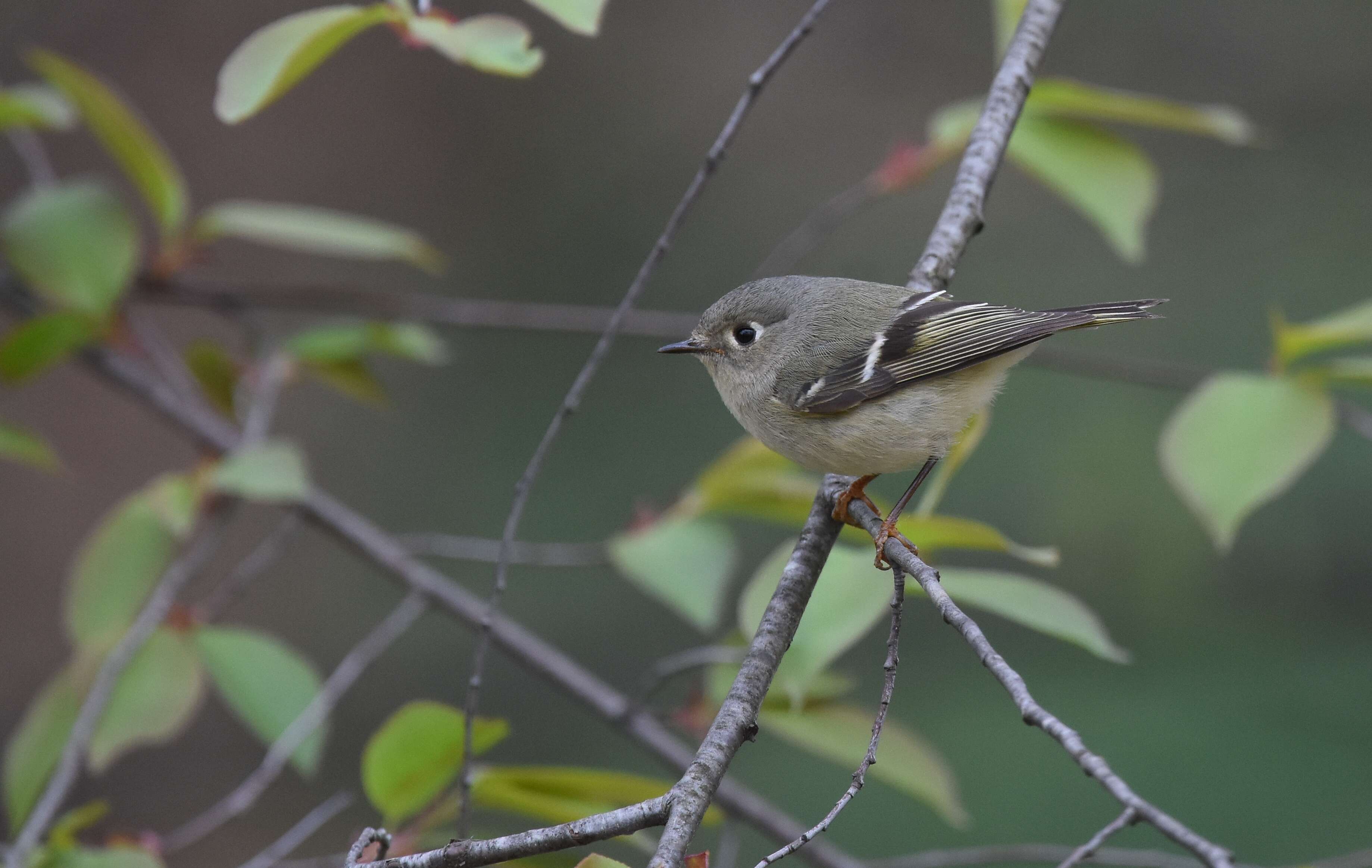 Image of goldcrests and kinglets