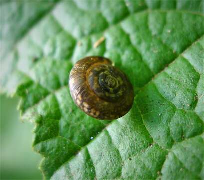 Image of reddish snail