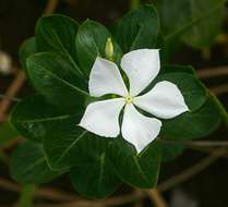 Image of periwinkle