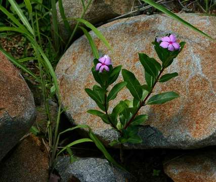 Image de Catharanthus