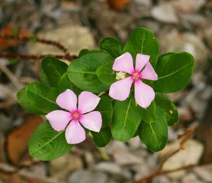 Image of periwinkle