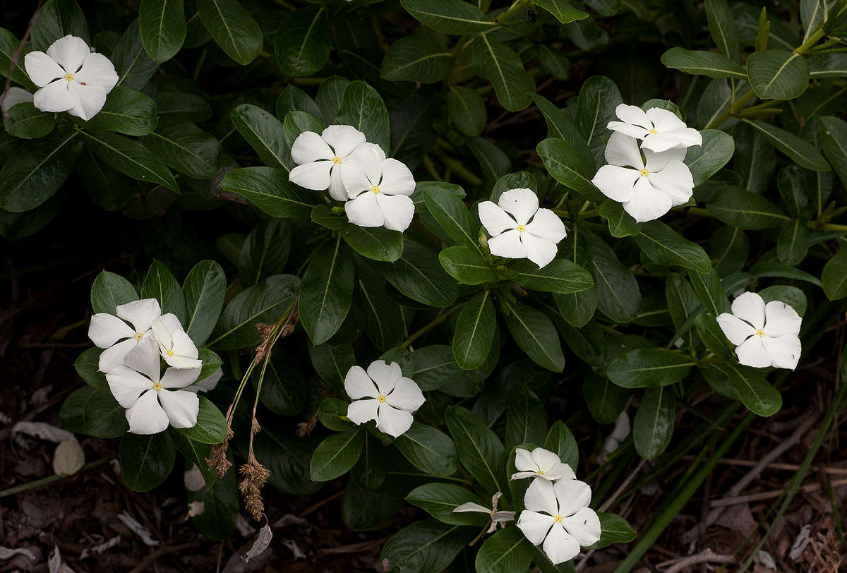 Image of periwinkle