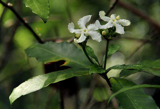 صورة Tabernaemontana ventricosa Hochst. ex A. DC.