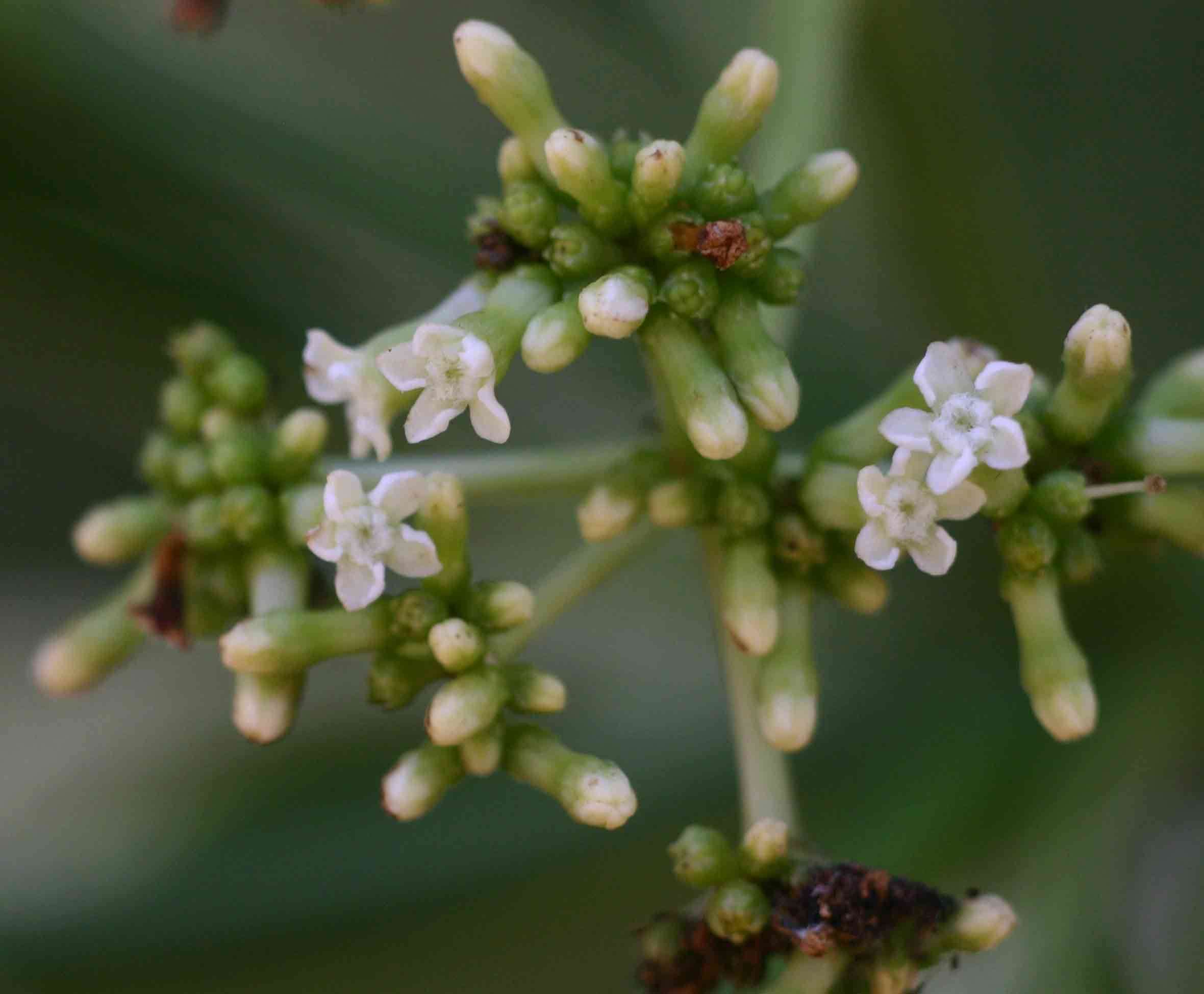 Image of devil's-pepper