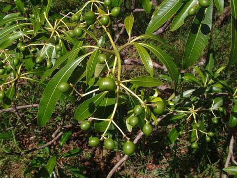 Image of devil's-pepper