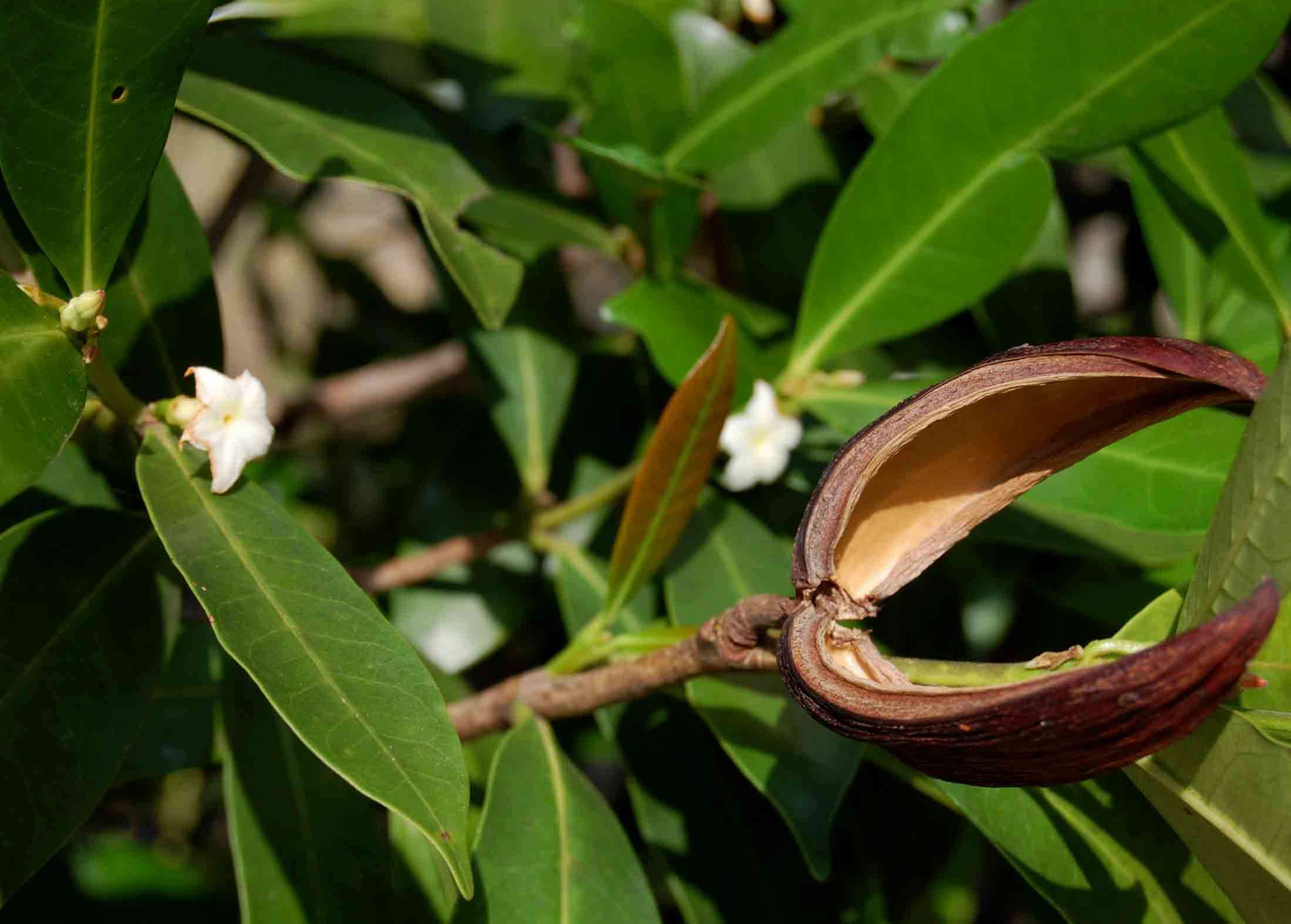 Image of Mascarenhasia