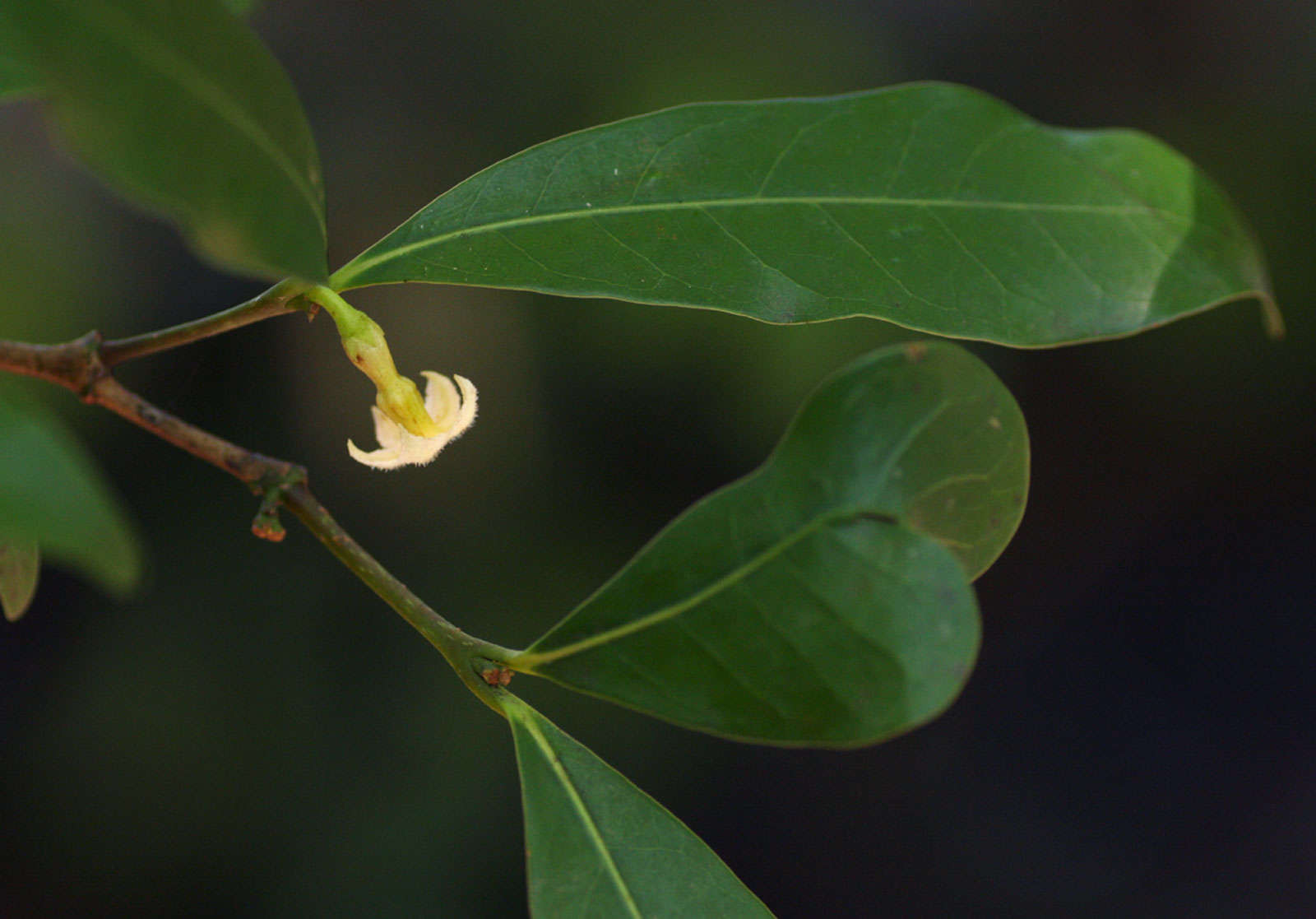 Image of Mascarenhasia