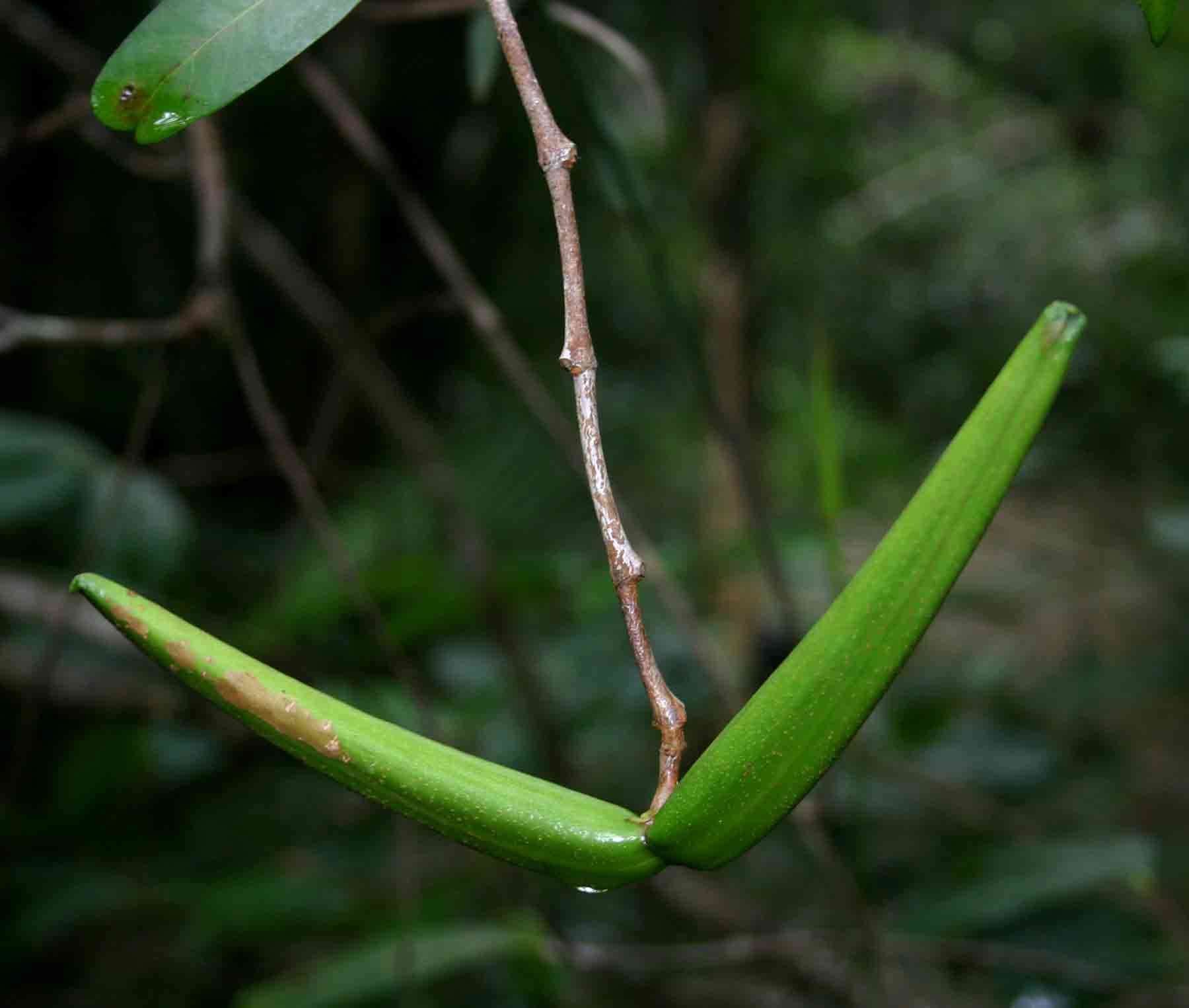 Image of Mascarenhasia