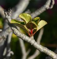 Image of desert rose