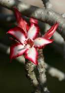 Image of desert rose