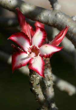 Imagem de Adenium obesum (Forsk.) Roem. & Schult.