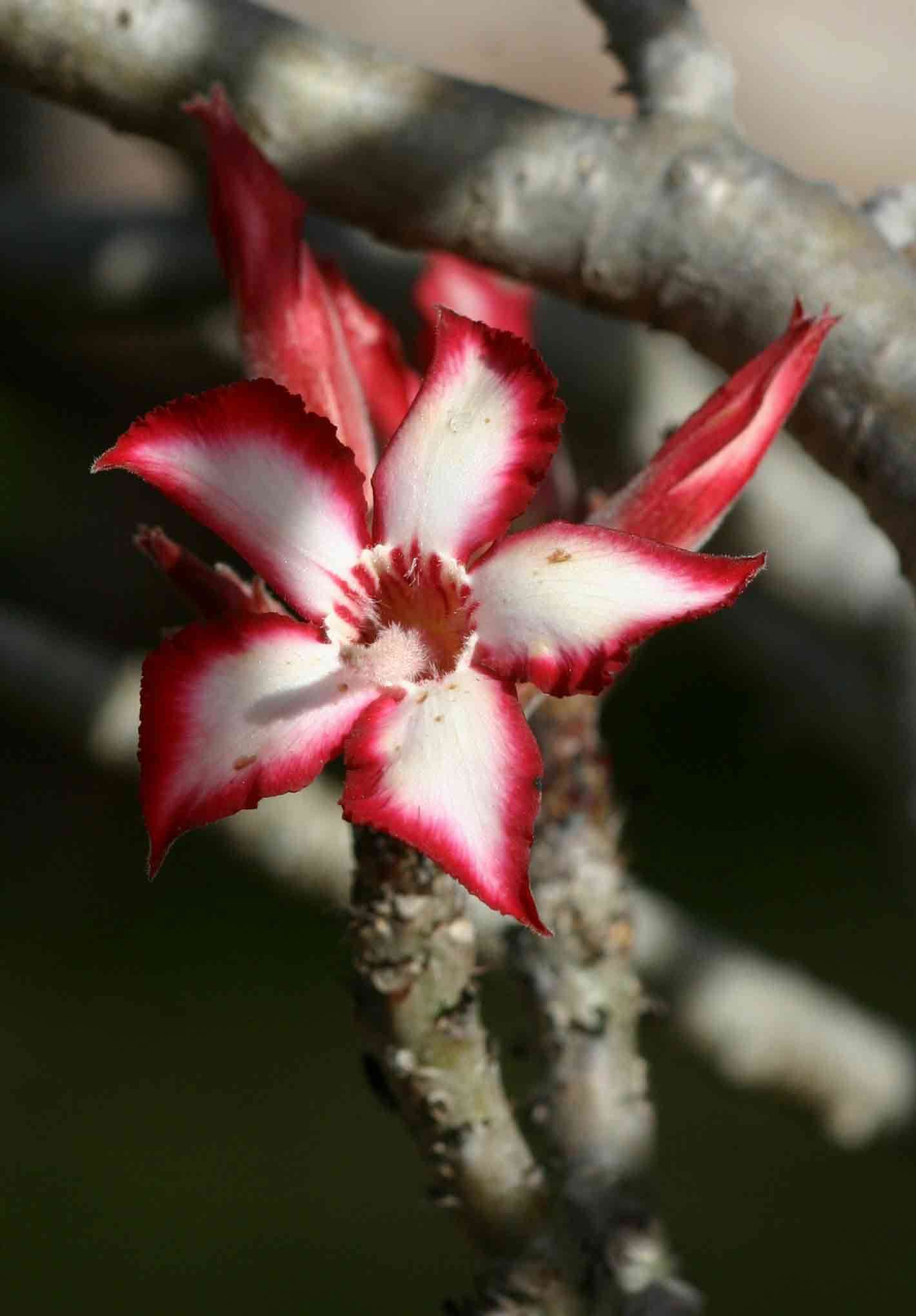 Image de Adenium