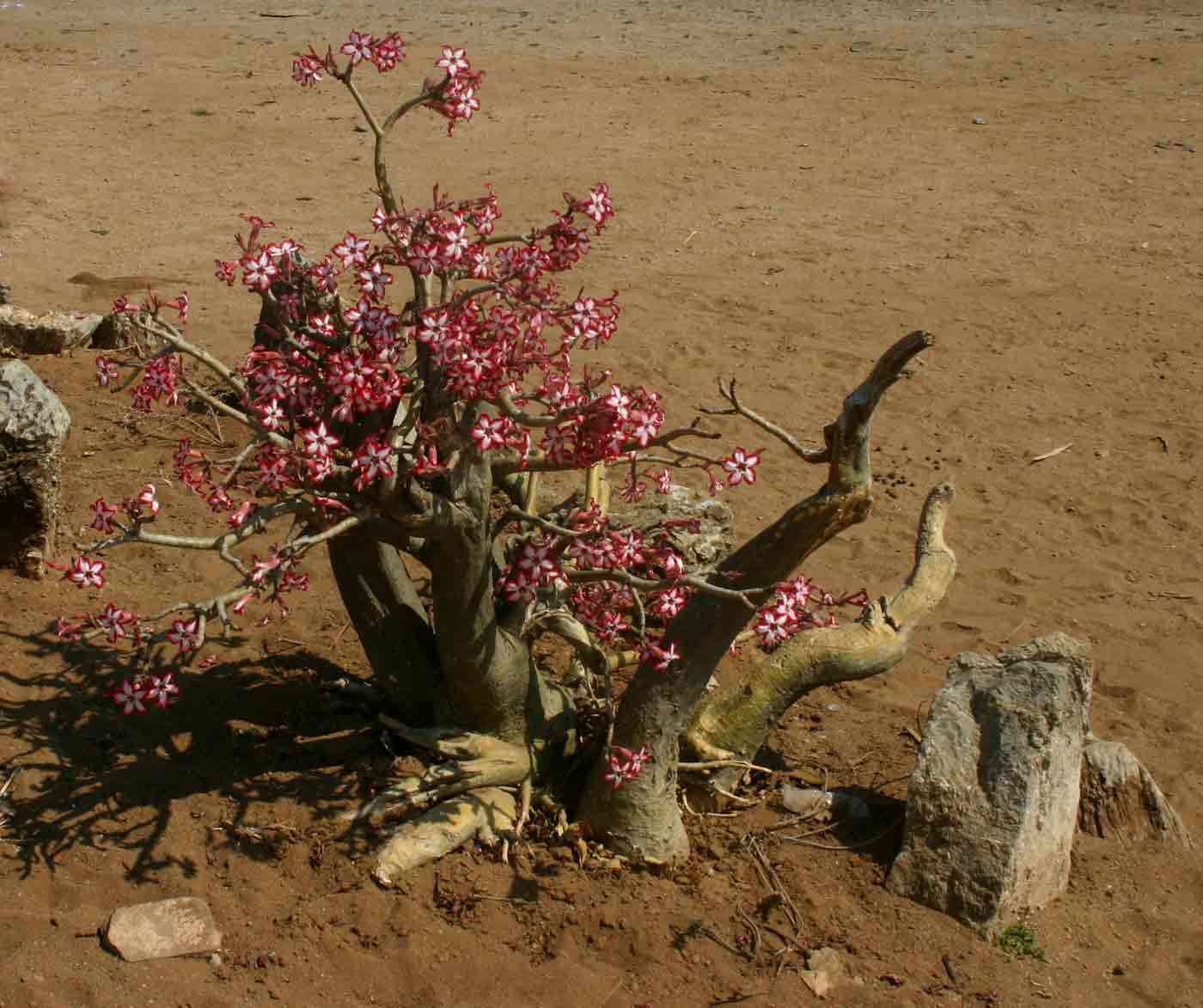 Image of desert rose