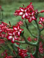 Image de Adenium