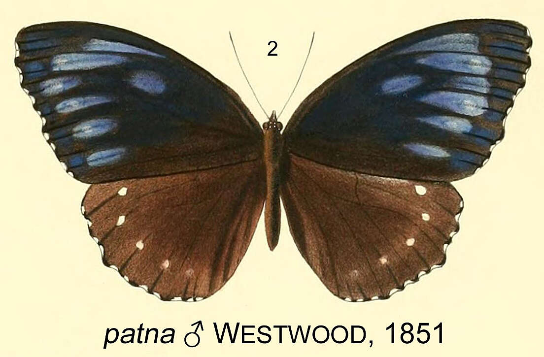 Imagem de Elymnias patna Westwood (1851)