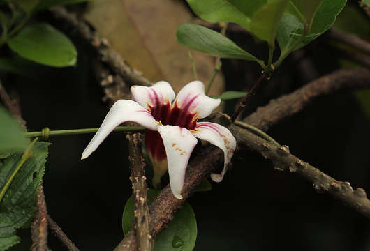 Image of strophanthus