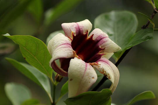 Image of strophanthus