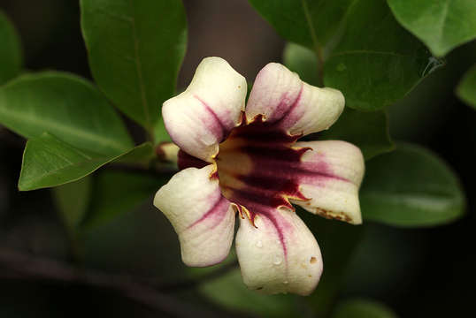 Image of strophanthus