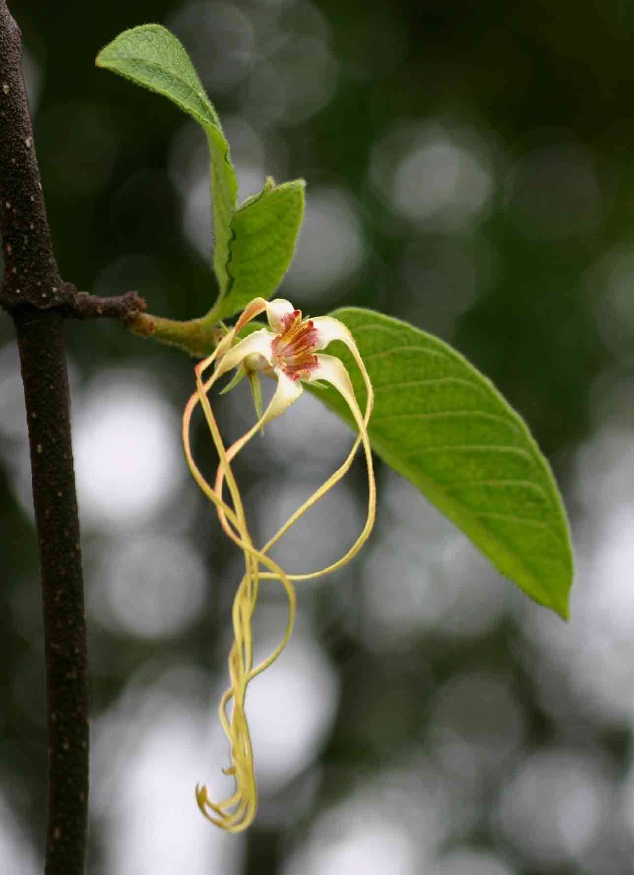 Plancia ëd Strophanthus kombe Oliv.