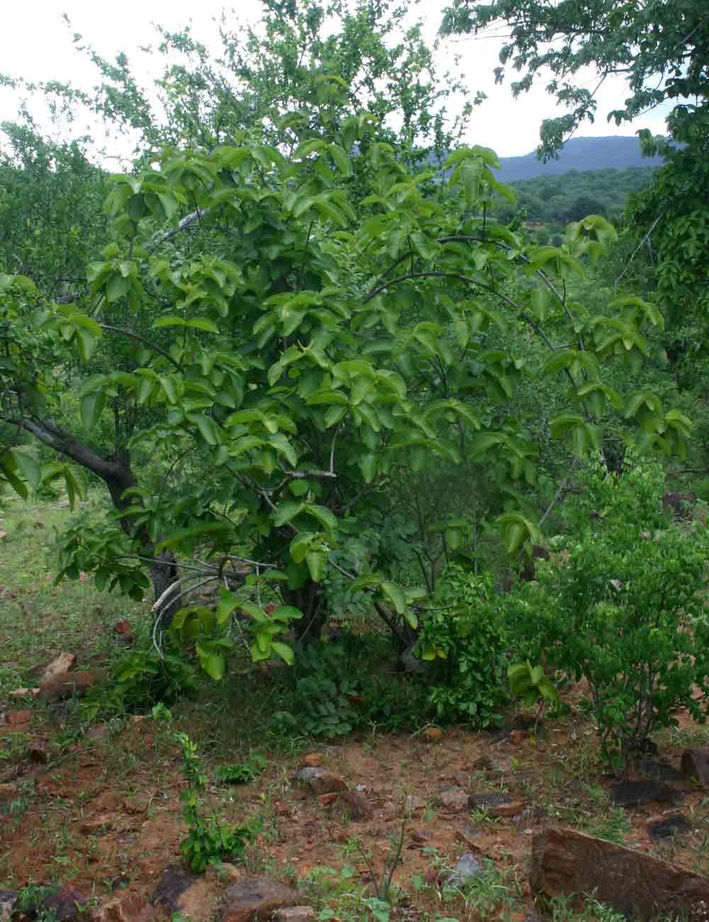 Plancia ëd Strophanthus kombe Oliv.