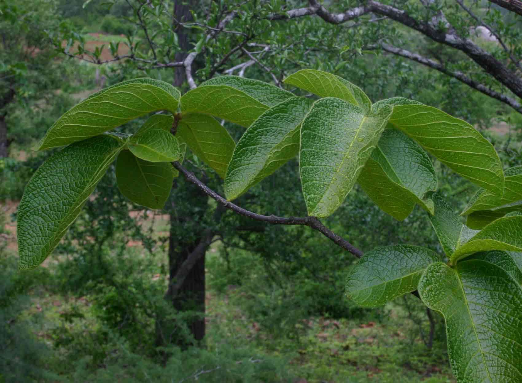 Plancia ëd Strophanthus kombe Oliv.