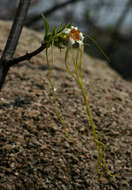 Plancia ëd Strophanthus