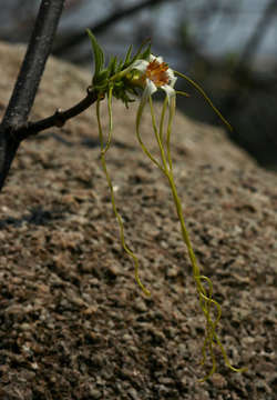 Image de Strophanthus