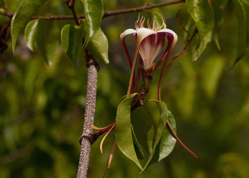 Imagem de Strophanthus petersianus Klotzsch