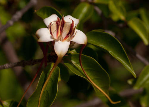 Imagem de Strophanthus petersianus Klotzsch