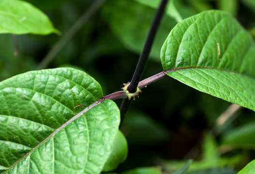 Image of Mondia