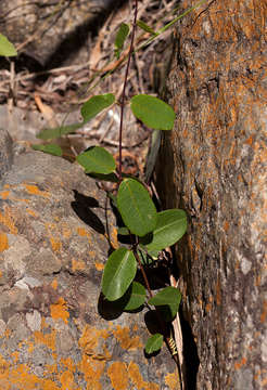 Image de Cryptolepis obtusa N. E. Br.