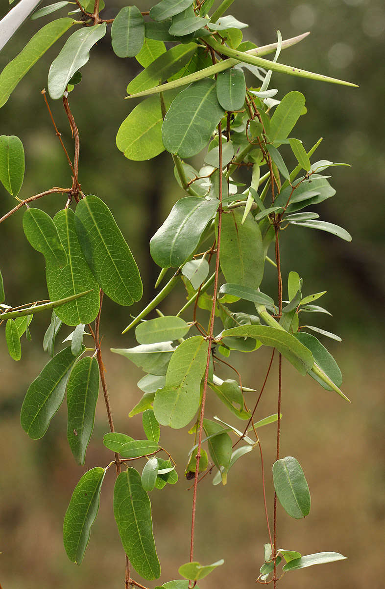 صورة Cryptolepis obtusa N. E. Br.